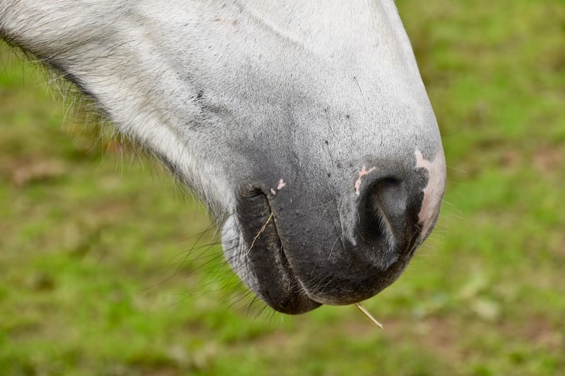 Alternate nostril