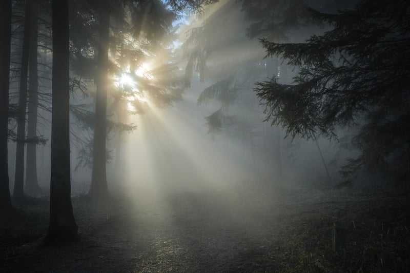 Forest Visualization