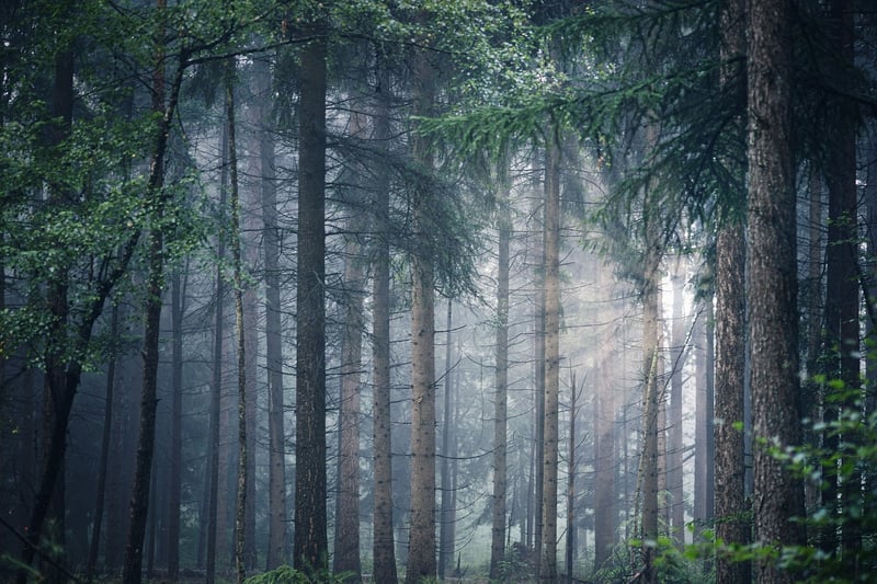 Forest Bathing